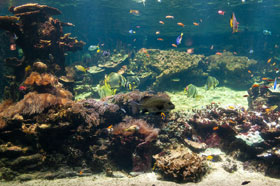 Nausicaa aquarium