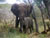 Eléphant, parc Kruger