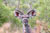 Koudou, parc Kruger