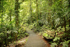 Forêts humides Gondwana de l'Australie