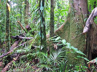 Tropiques humides de Queensland