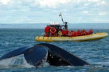 observation baleines