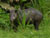 Tapir, parc Corcovado