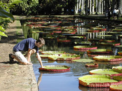 Statue de Pierre Poivre