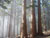 Forêt de séquoia