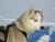 Husky