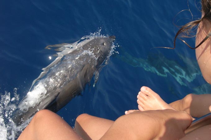 Nager avec les dauphins