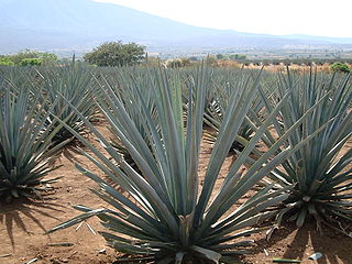 Paysage d'agaves et anciennes installations industrielles de Tequila