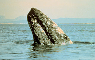 Sanctuaire de baleines d'El Vizcaino