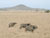 Buffles, Serengeti
