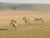 Zèbres, Serengeti